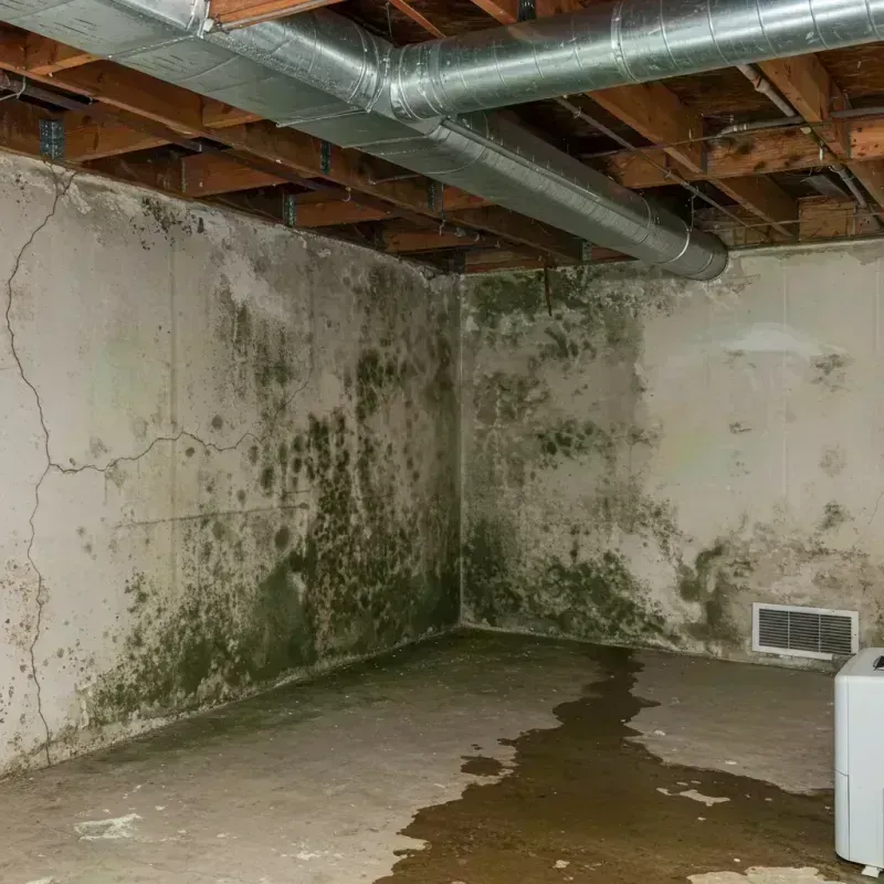 Professional Mold Removal in Belfast, ME